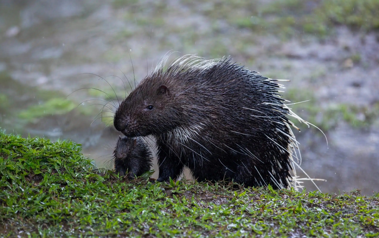 Ile Alataýy saıabaǵynda jabaıy ań fototuzaqqa túsip qaldy