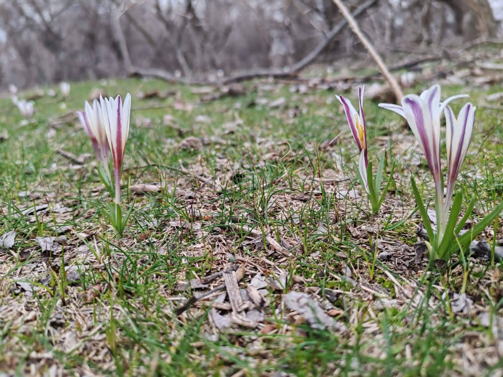 Túrkistanǵa kóktem erte keldi: Náýrizek qusy oralyp, báısheshek gúldedi