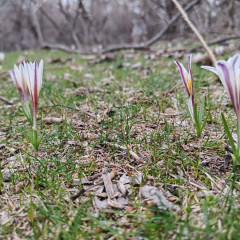 Túrkistanǵa kóktem erte keldi: Náýrizek qusy oralyp, báısheshek gúldedi