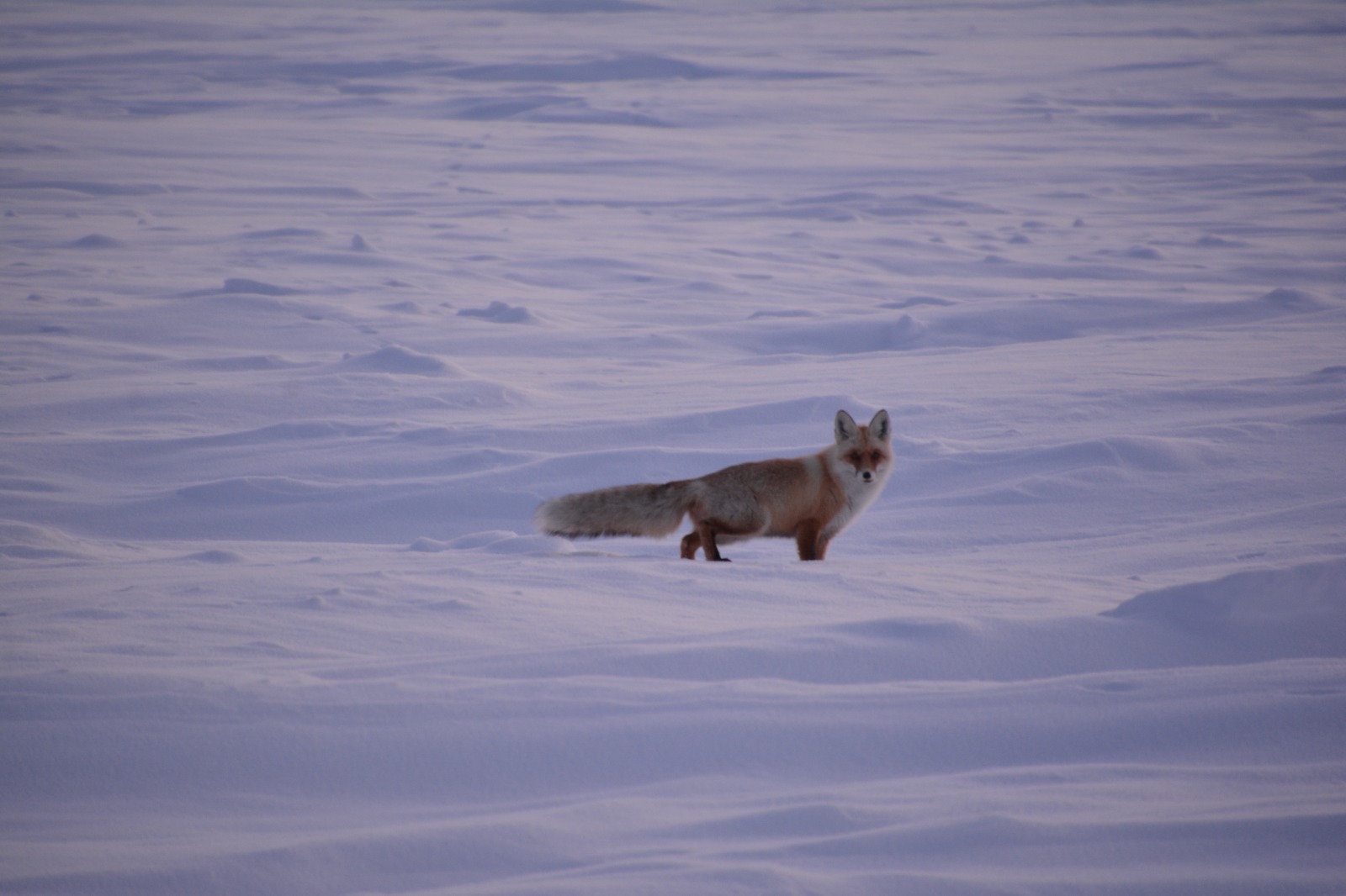 Túlkiden taraǵan aýrý: Zaısanda iri qara mal arasynda qutyrý aýrýy tirkeldi