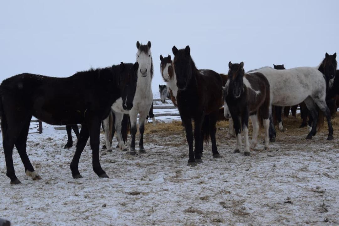 Sharýashylyq irilenbeı, aýyl kórkeımeıdi