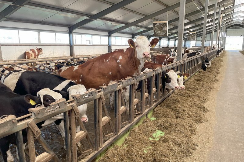 Mal sharýashylyǵynda ósim bar