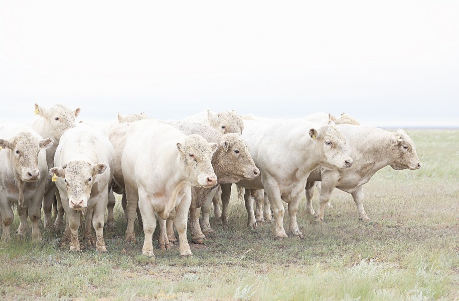 Et eksportyna talap joǵary