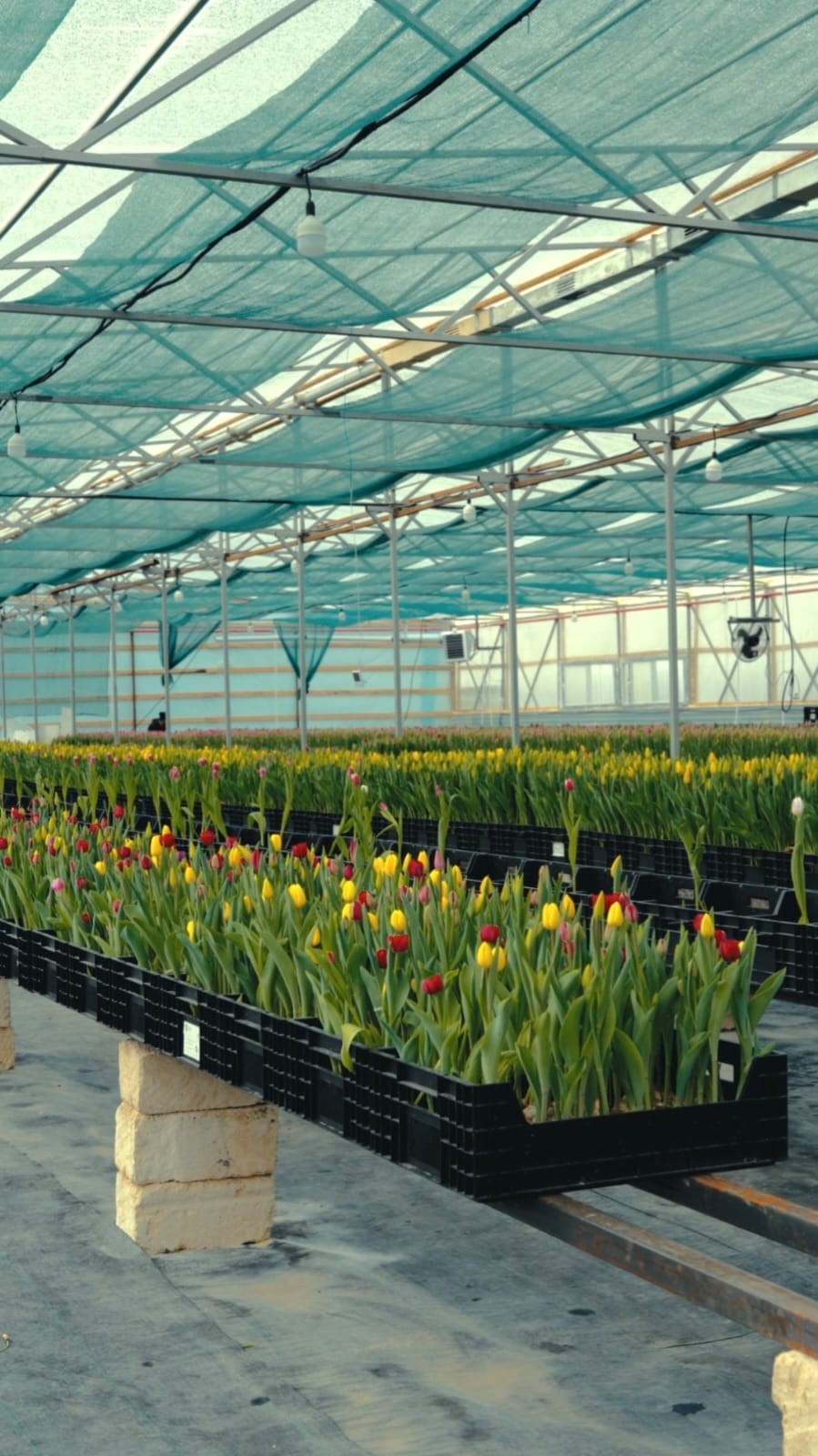 Atyraýda qyzǵaldaq ósiriledi