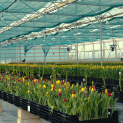 Atyraýda qyzǵaldaq ósiriledi