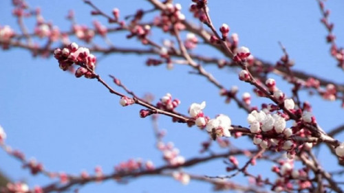 Elimizdiń ońtústiginde órik gúldedi