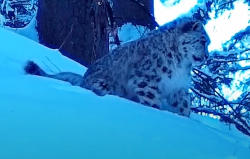 Sırek kadr: Almaty qoryǵynda alandar kózge tústi