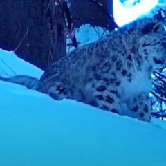 Sırek kadr: Almaty qoryǵynda alandar kózge tústi