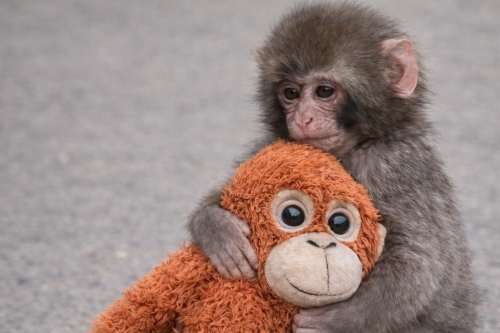 Anasyn izdegen Panch: Kishkentaı maımyl jer betin qalaı meıirimge bóledi?
