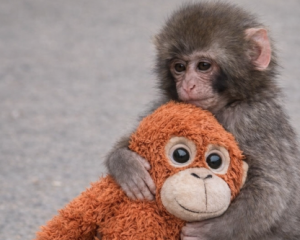 Anasyn izdegen Panch: Kishkentaı maımyl jer betin qalaı meıirimge bóledi?