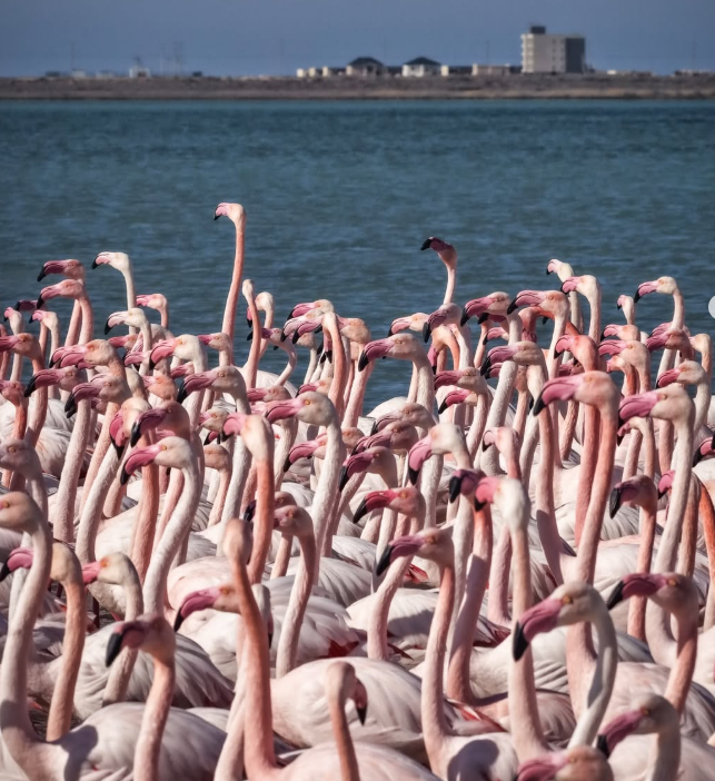 Mańǵystaýǵa qoqıqazdar ushyp keldi