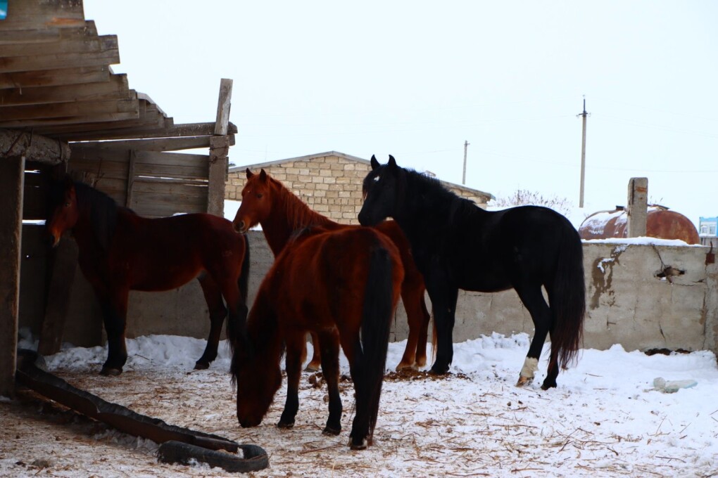 Sharýalardy sharasyz etken...