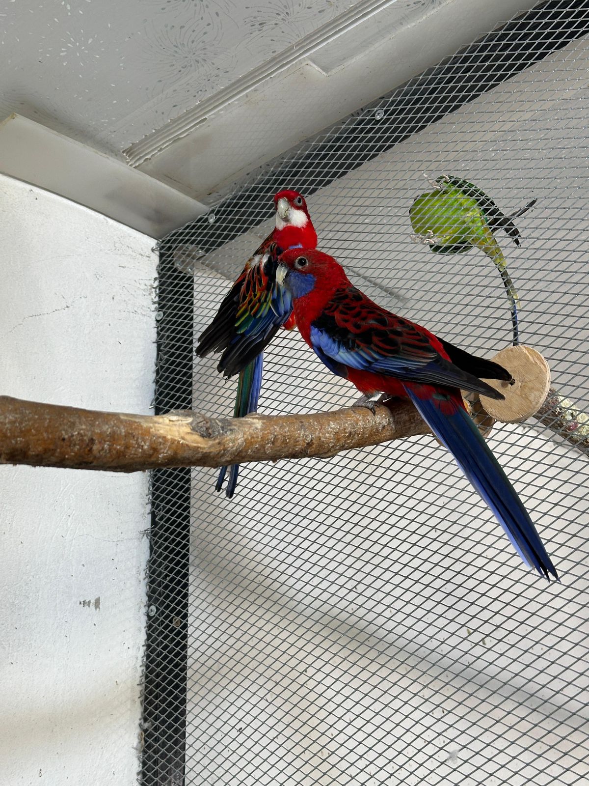 Totyqus asyraǵannyń upaıy túgel