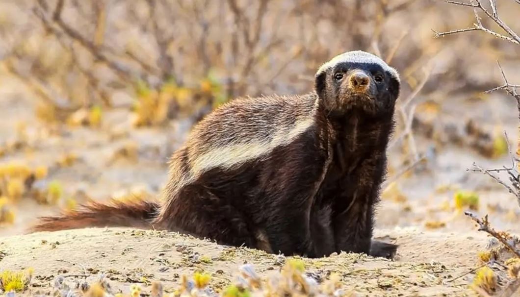 Ústirt qoryǵynda sırek kezdesetin jyrtqysh ań kózge tústi