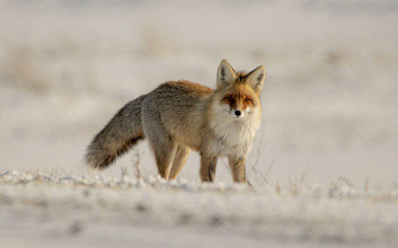 Ertistiń en toǵaıyna túlki oraldy