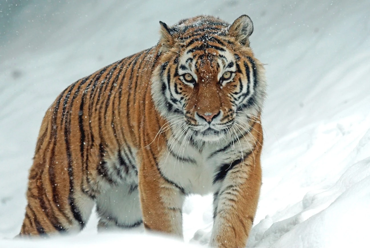 Reseıden Amýr jolbarystary qashan ákelinedi?