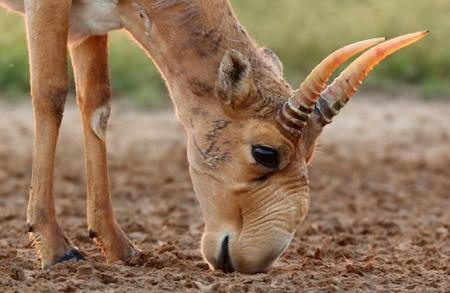 Elimizde saıǵaq múıizi aýksıon arqyly satylymǵa shyǵarylady