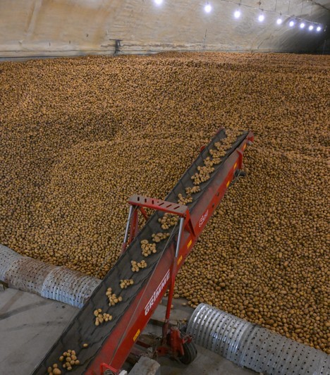 Qoımalarda kartop jetkilikti