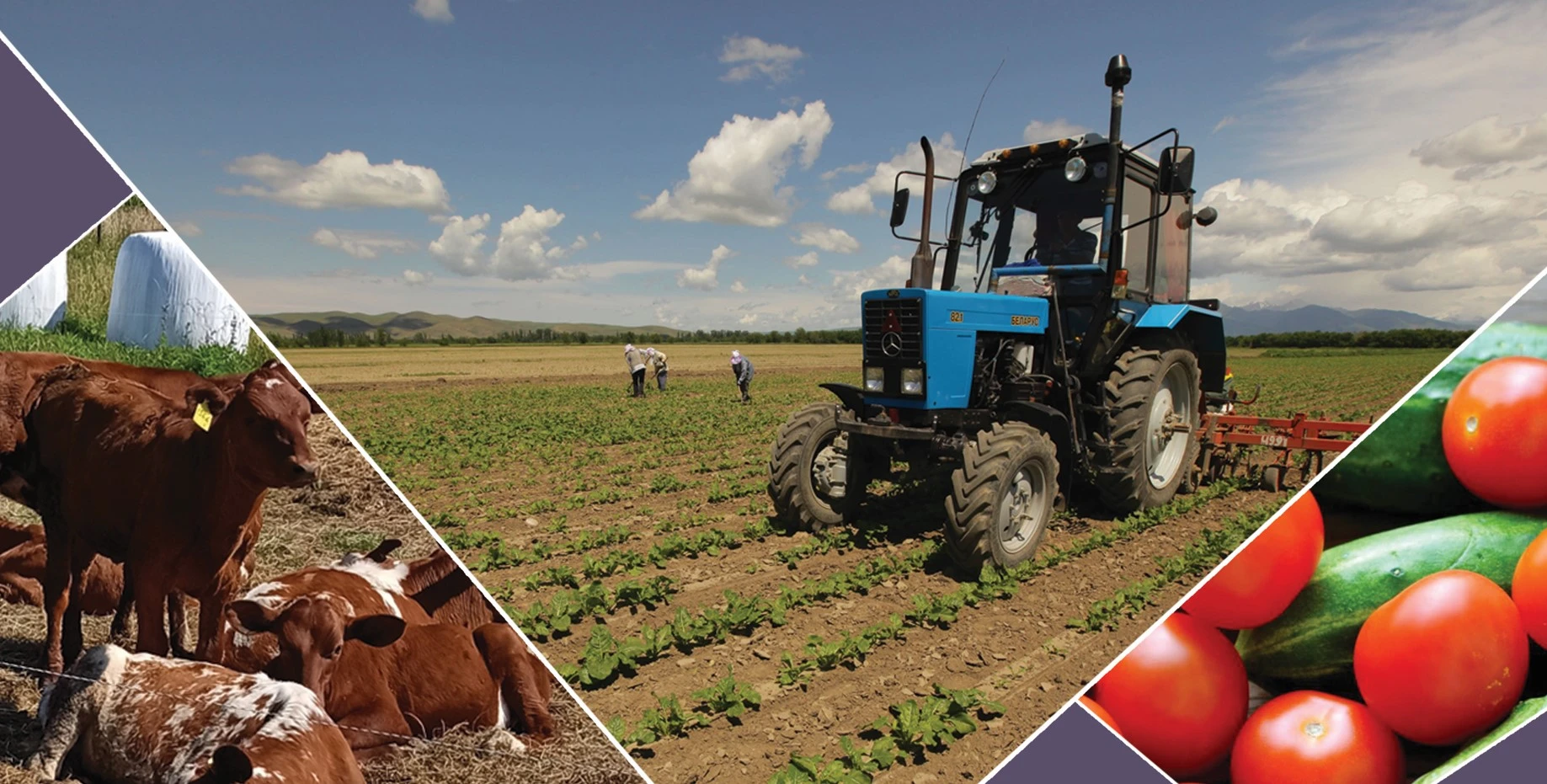 Aýyl sharýashylyǵy kooperasııasy: Olardy yntalandyrý tásili qandaı?