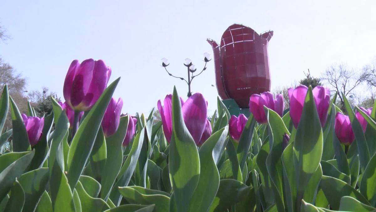 Shymkent kóshelerine 1,6 mln túp gúl egiledi