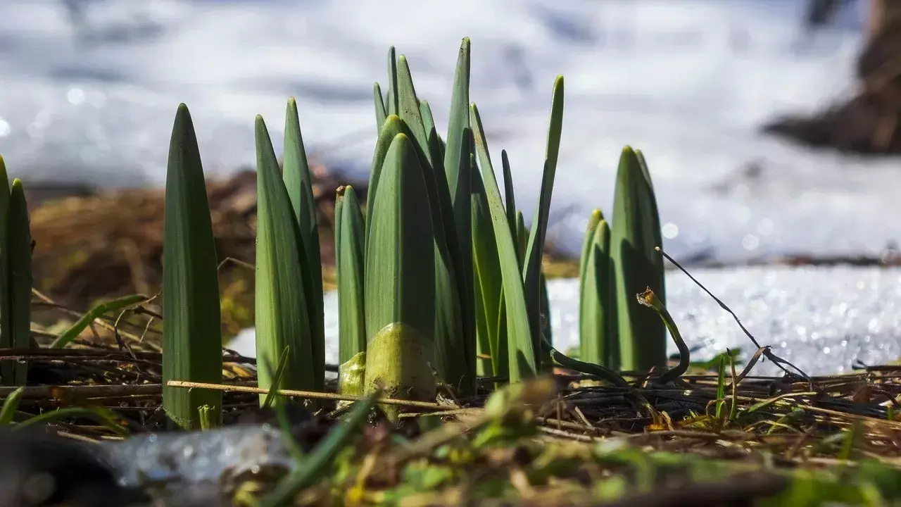 Kóktemniń lebi seziledi: Ońtústikte 20 gradýsqa deıin kún jylynady