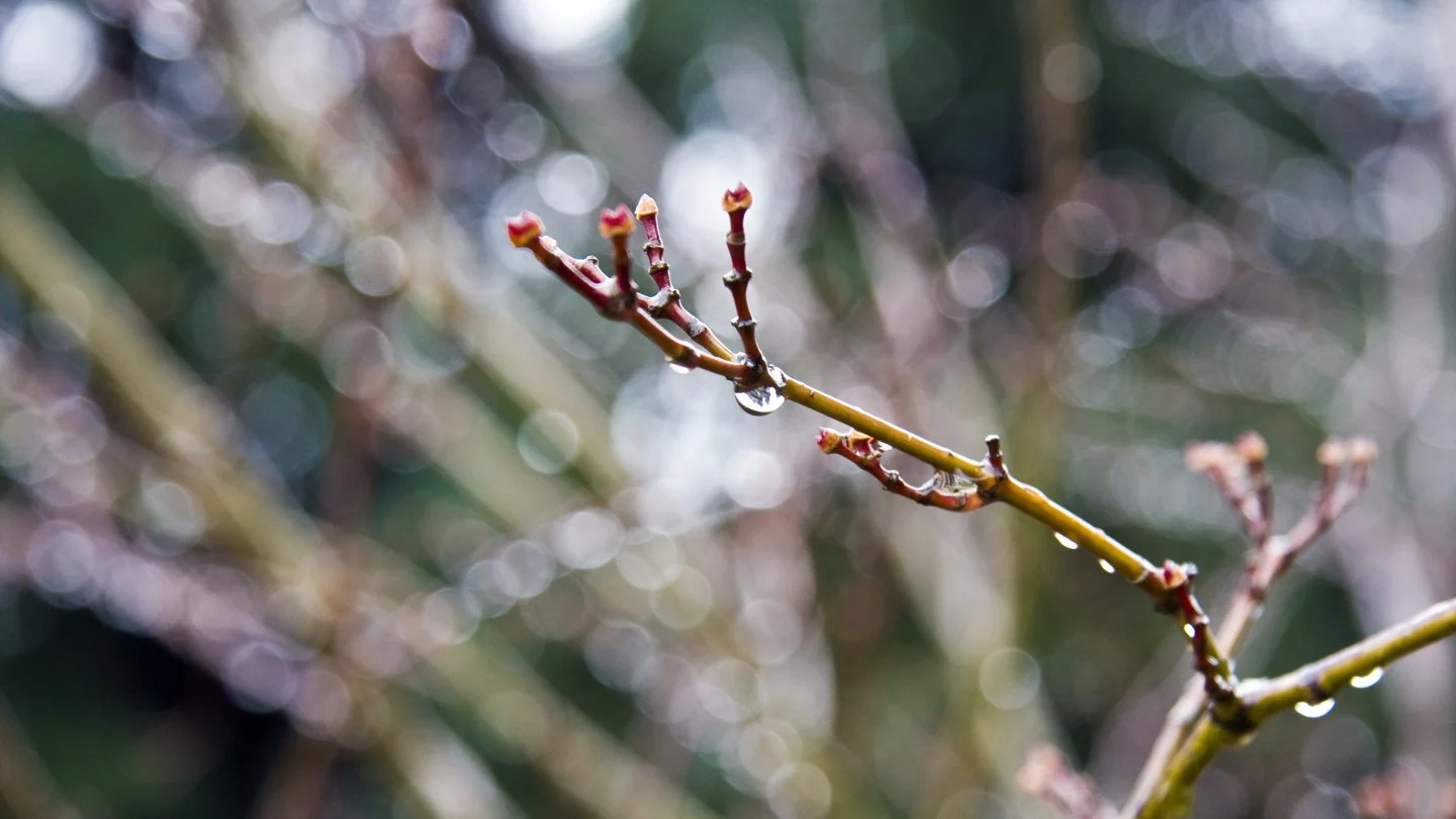 Kóktaıǵaq jáne tuman: 18 naýryzǵa arnalǵan aýa raıy boljamy