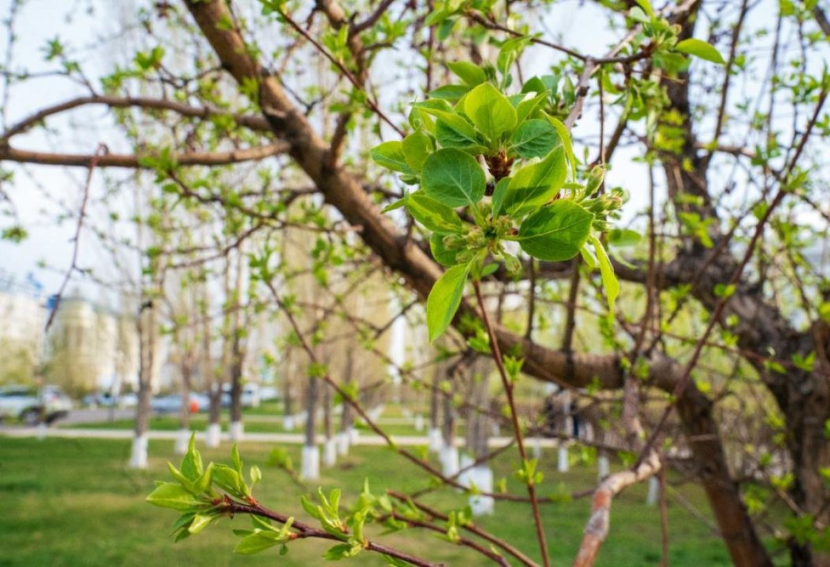 Jańarý kúni: Búgin Astanada qandaı is-sharalar ótedi?