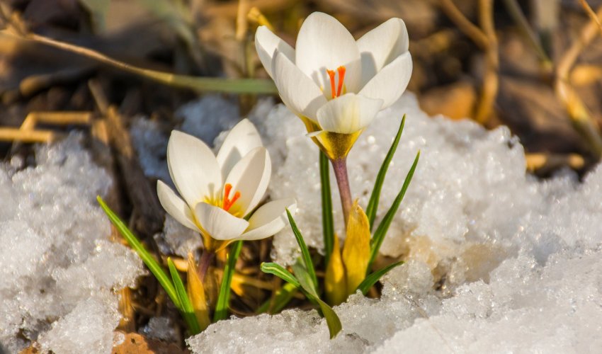 Naýryznama: Búgin – Jańarý kúni