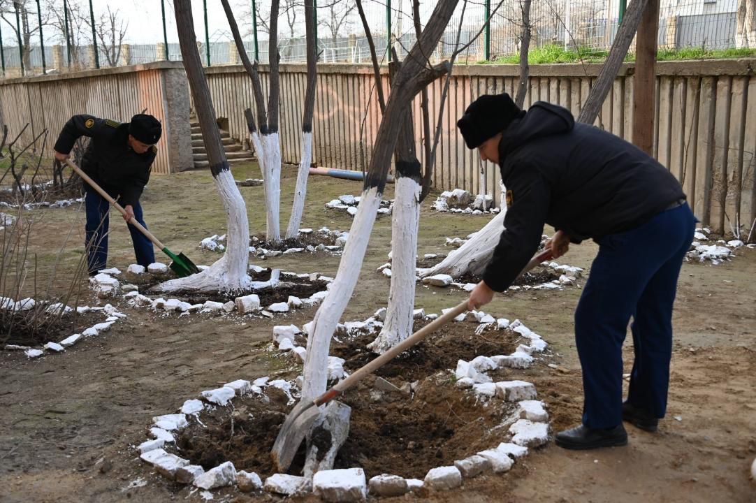 Áskerı qyzmetshiler Tazarý kúni aǵash kóshetterin otyrǵyzdy