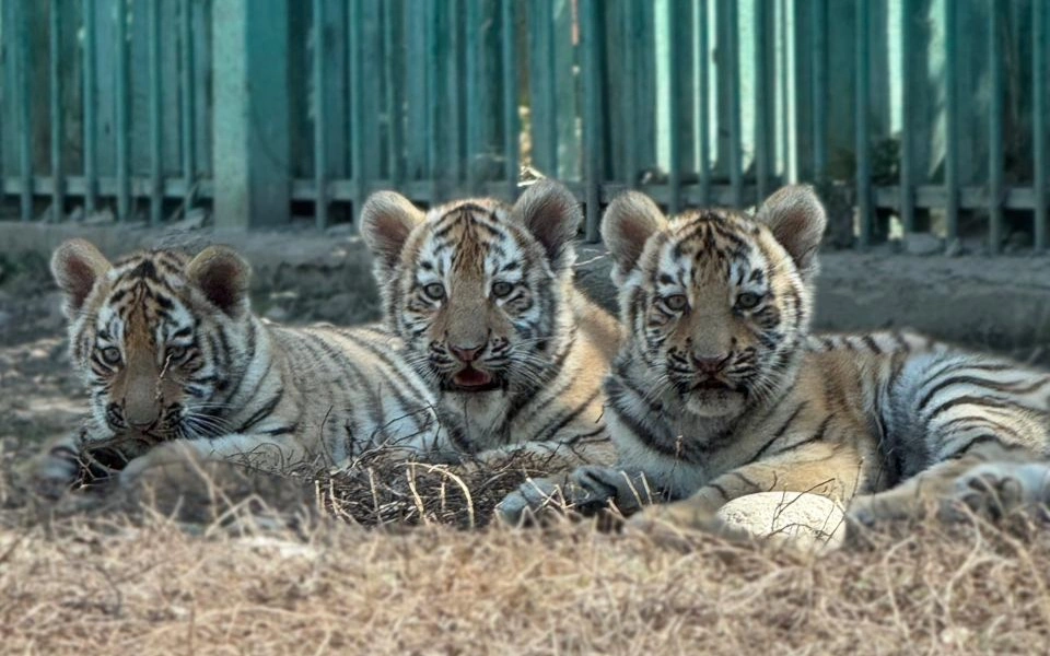 Almaty zoobaǵynda Amýr jolbarysy kúshiktedi