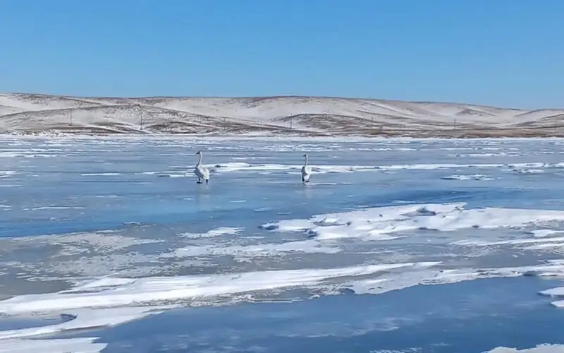 Aqsýǵa oralǵan aqqýlar