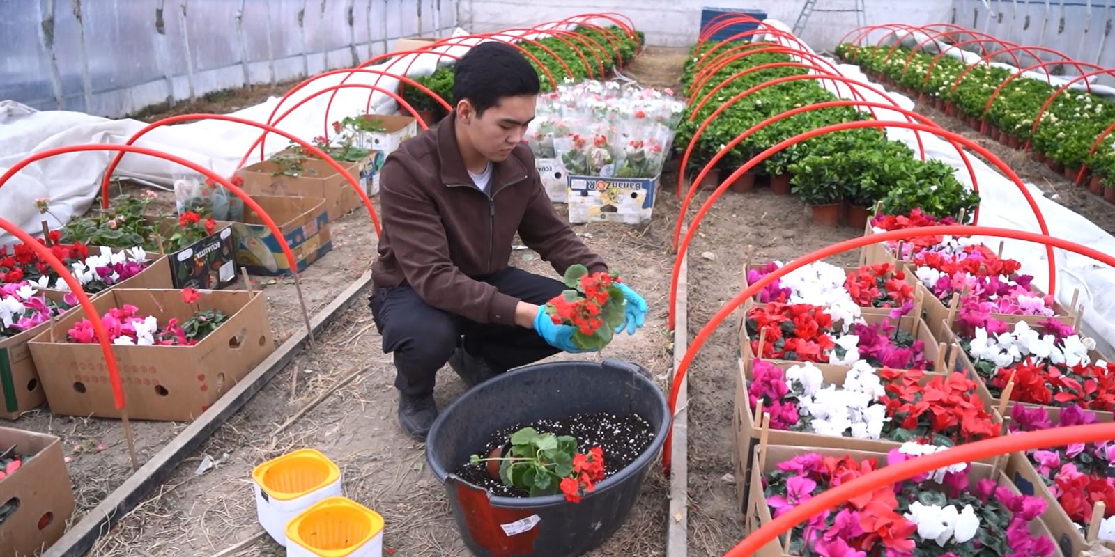 Gúl ósirip tabysyn eselegen stýdent