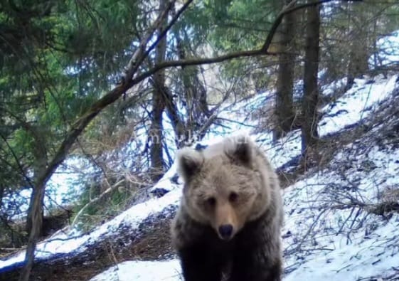Almaty qoryǵynda aıýlar qysqy uıqydan erte oıandy