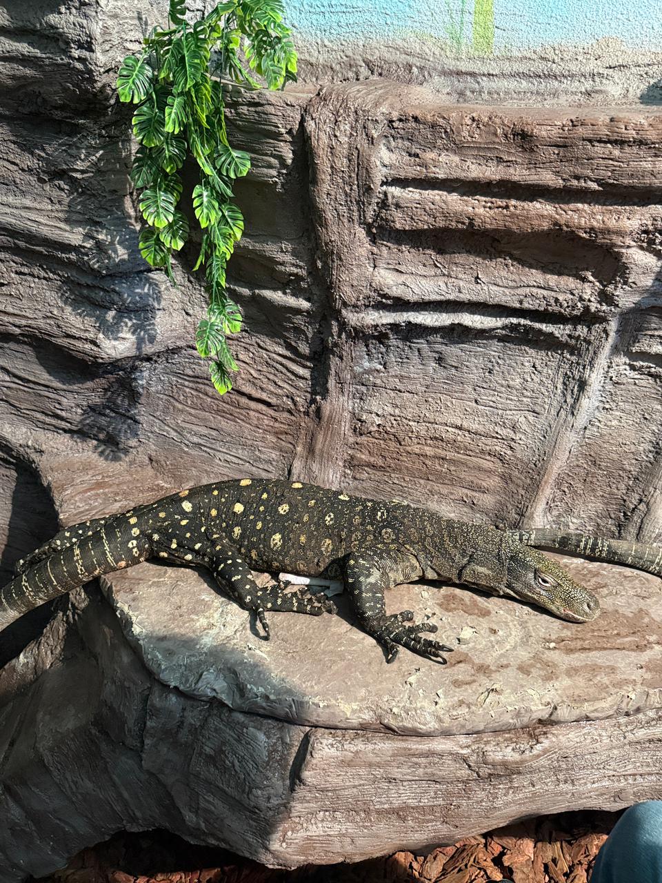 Almatyǵa qoltyraýyn-kesirtke ákelindi