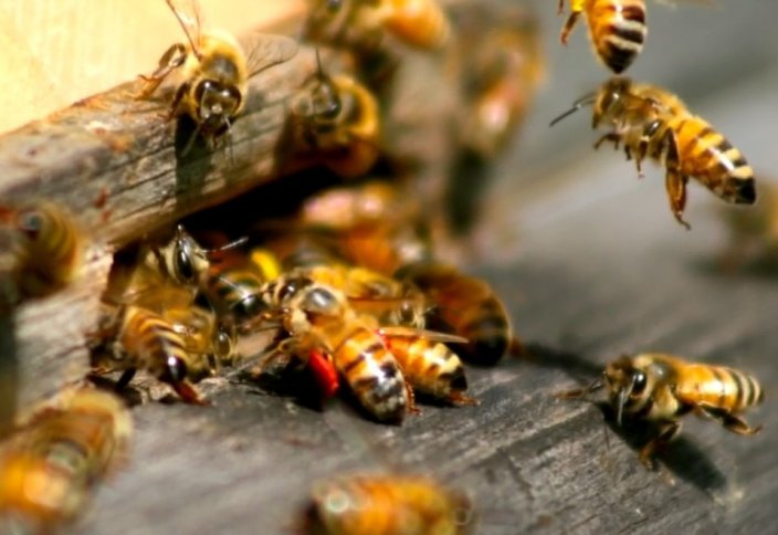 Ýytty qaıtarǵan kúsh