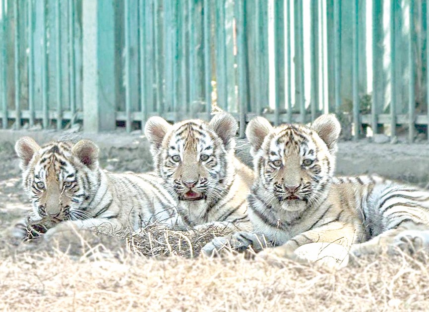 Taýtandarǵa at qoıyldy