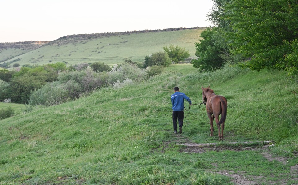 Mal urlyǵy tyıylmaı tur