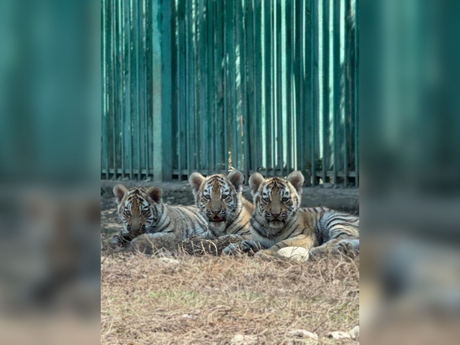 Almaty zoobaǵynda týǵan jolbarys kúshikteri belsendi bola bastady