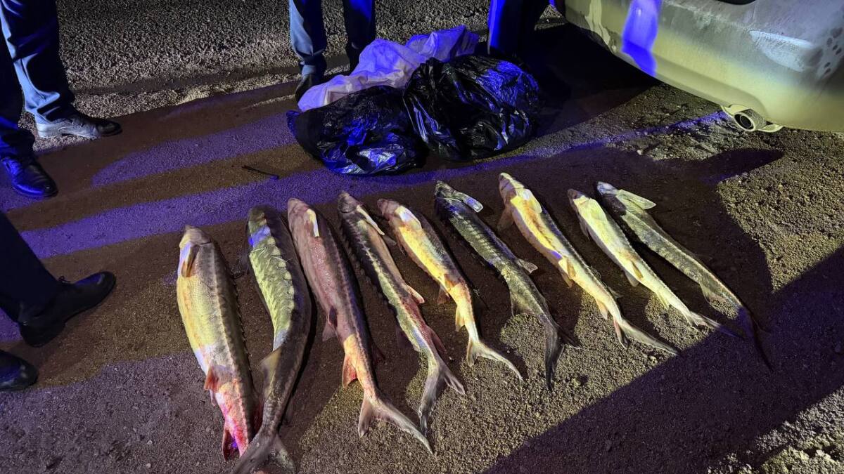 Aqtaýda 40 keli qyzyl balyqty zańsyz tasymaldaǵan kúdikti ustaldy