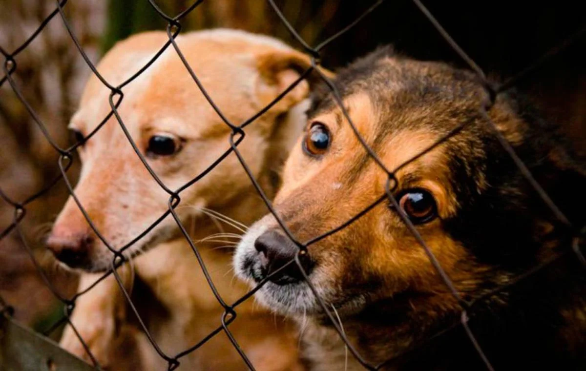 Qazaqstanda ıesiz janýarlardy tegin vaksınasııalaý toqtatylady