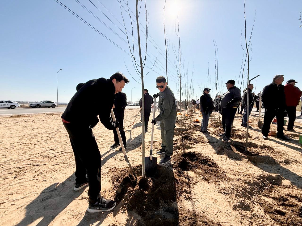 3000 túp aǵash egildi