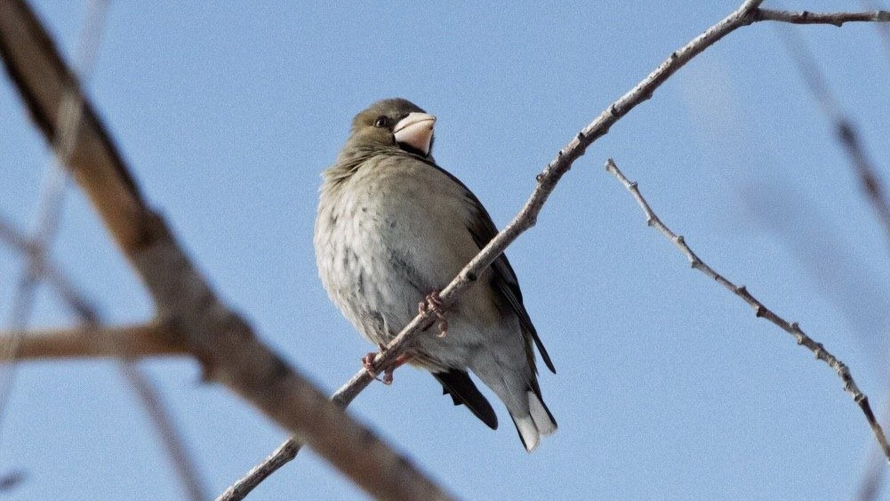 Ertis ormanynda qustyń 90 túri bar