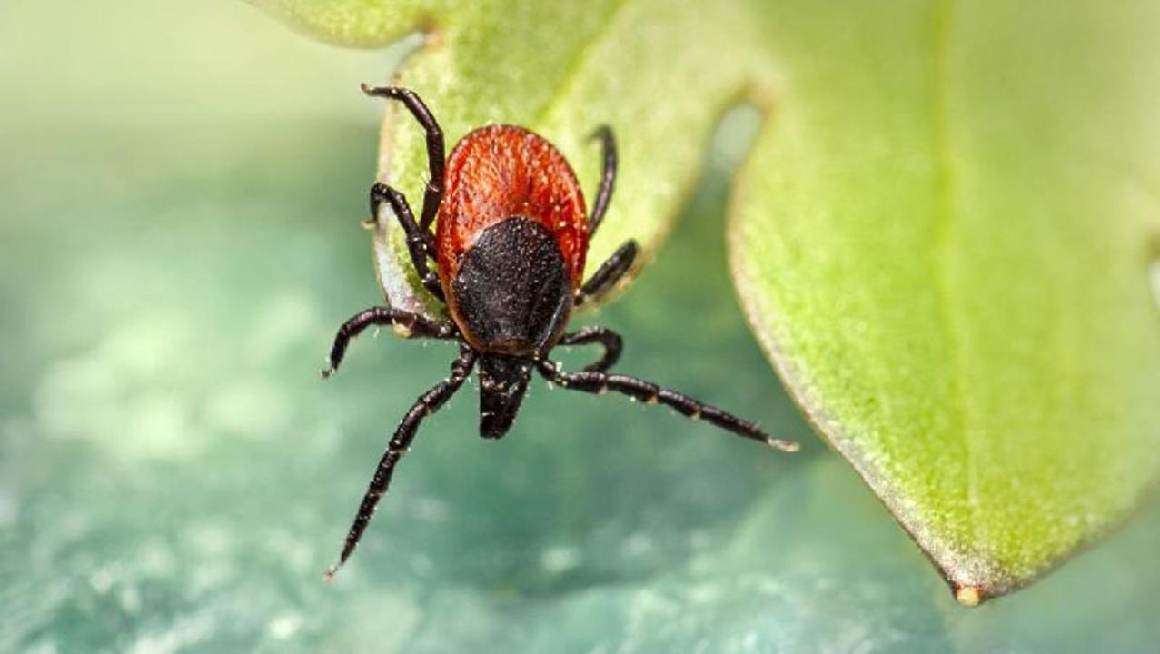 Kongo-Qyrym qyzbasy: Qaýipti vırýstan qalaı qorǵanýǵa bolady?