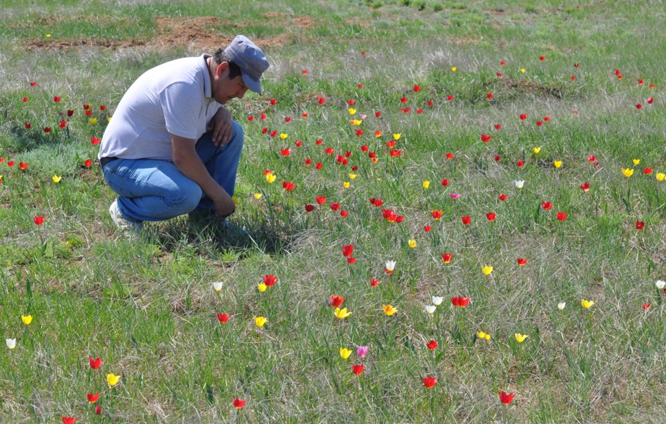 Jabaıy qyzǵaldaqtar qorǵaýdy qajet etedi