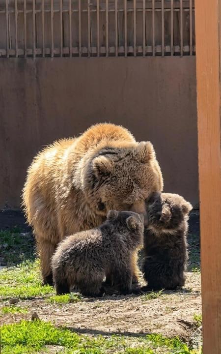 Almaty zoobaǵynda qonjyqtarǵa at qoıý naýqany bastaldy