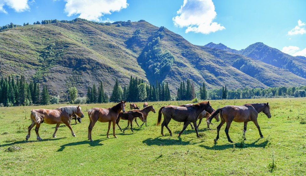 Jylqy kóbeıse – el yrysy