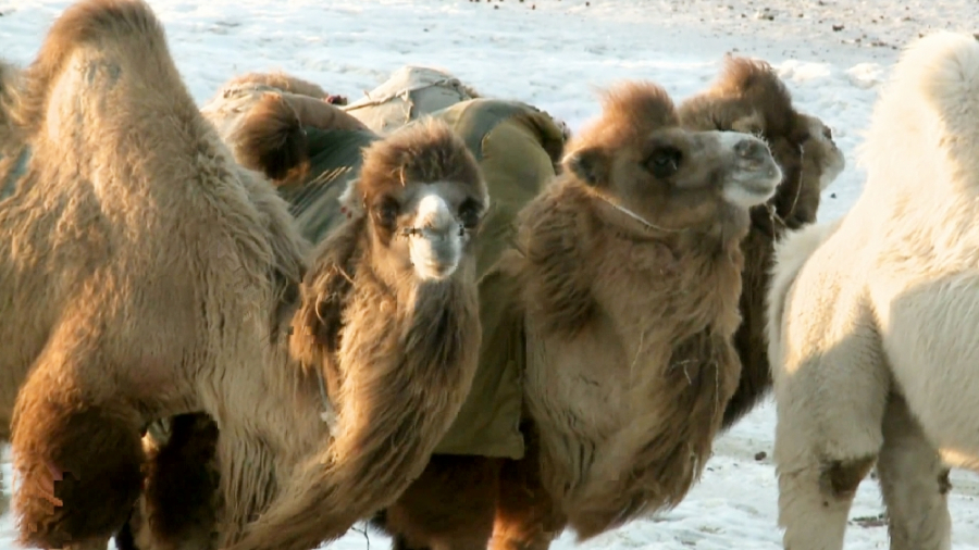 Atyraý oblysynda túıe urlaýmen aınalysqan qylmystyq top ustaldy