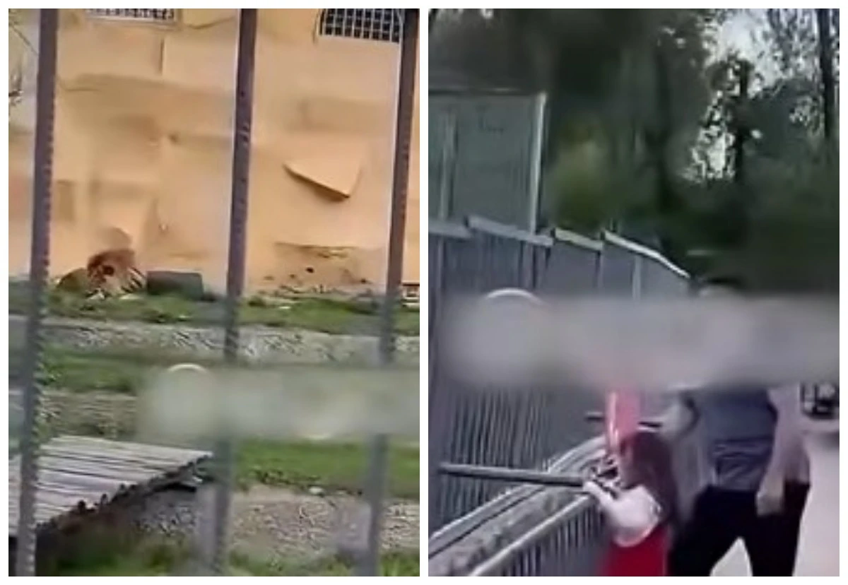 Almatyda haıýanattar baǵynda arystanǵa tas laqtyrǵan er adamǵa aıyppul salyndy