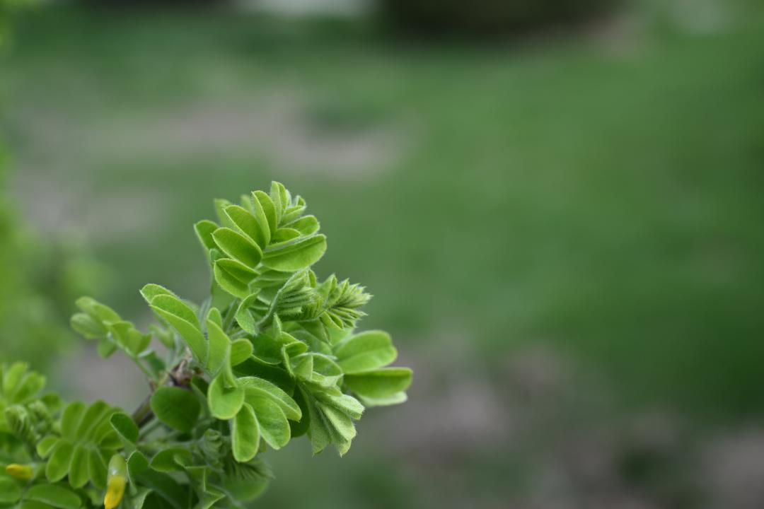 Tabıǵatpen úndesken ólke