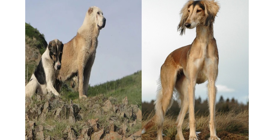 «Qazaq tazysy men tóbet kúni»: Qazaqstanda jańa mereke paıda boldy